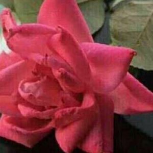 Meet your Posher, Ghada